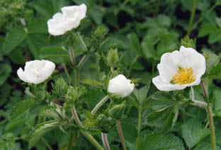 Potentilla dombeyi